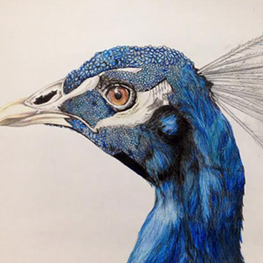 Peacock Colored Pencil Drawing
