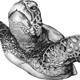 Sea Turtle Ink Drawing