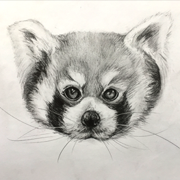 Red Panda Pencil Drawing