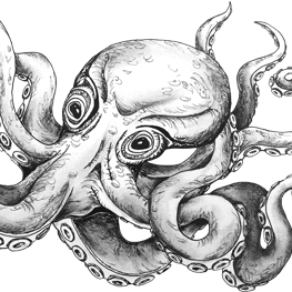Octopus Ink Drawing