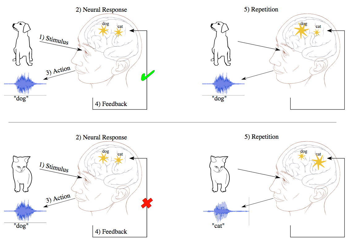 Diagram illustrating the steps of learning: stimulus, neural response, action, feedback, repetition.
